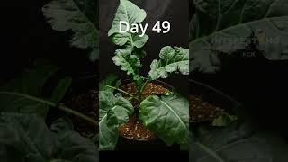 Growing broccoli from seed to harvest in 30s  #shorts #timelapse #broccoli