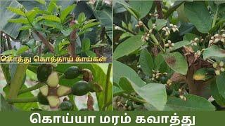 கொய்யா மரம் கவாத்து   கொத்து கொத்தாய் காய்கள் 🫒🫒 Koiya Maram Kavathu Payangal  Pruning Guava