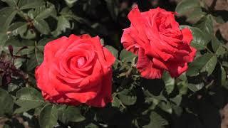 роза валентино чг сорта из каталога весна 2021 питомник роз полины козловой rozarium.biz