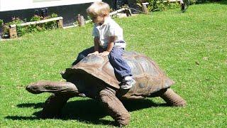 Cute Babies and Tortoise Become Friends  A Baby And A Cat Play Extremely Funny