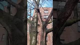 Squirrel builds nest on tree First week of spring