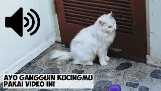 SUARA ASLI KUCING BIRAHI - YUK GANGGUIN KUCINGANJINGMU