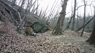 Amur tiger and crows