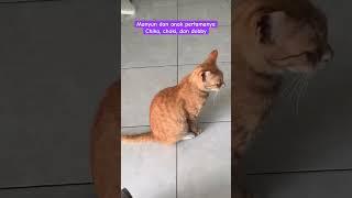 Manyun dan anak pertamanya chika choki dan dobby #shorts #short #shortvideo #shortfeed