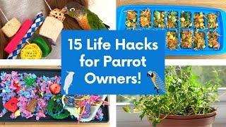 15 Life Hacks for Parrot Owners - cheap and easy pet bird tips    BirdNerdSophie