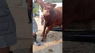 Menurunkan Sapi Limousin Jumbo diPasar Sapi #shorts #sapijumbo #cowvideos