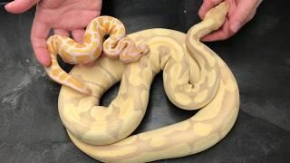 Ball Python Morphs #2  Lavender Albino combos
