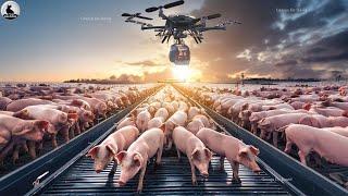 ¿Cómo Ganan Miles De Millones Los Agricultores De Iowa Con Las Granjas De Cerdos?  Fábrica De Cerdo