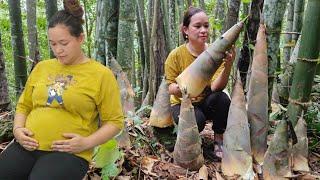 Ly Thi Ca Is 4 Months Pregnant - Harvest Giant Bamboo Shoots With Dad Goes to market sell