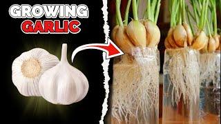 How to Grow Garlic in Water Bottle  BULBS TO HARVEST  COMPLETE GUIDE