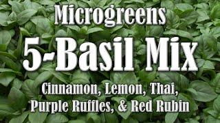 16 Ounces of Basil Mix Microgreens Lemon Thai Purple Ruffles Red Rubin & Cinnamon