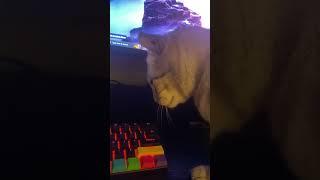 Cat licks nothing for 1 minute straight