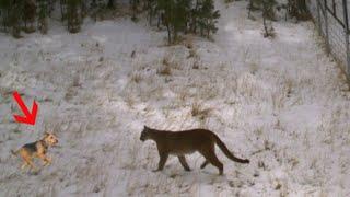 Airedale terrier chases a mountain lion up the  tree