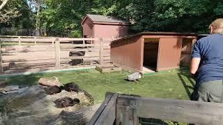 Goose feeding at Queens Zoo 2021