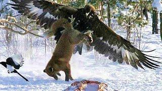 GOLDEN EAGLE - winged raptor that even attacks wolves