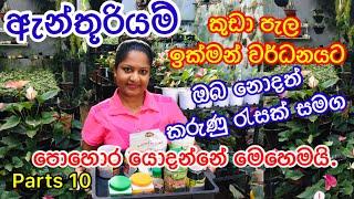 How to use fertilizer for Anthurium ඇන්තූරියම් කුඩා පැල ඉක්මනින් වර්ධනය කරගන්න නිවැරදිව පොහොර යොදමු