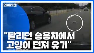 영상 달리던 승용차에서 고양이 던져 유기  YTN