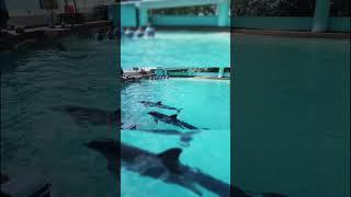 Nada con Delfines en CANCUN #cancun #travel #beach