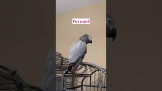  Gizmo “Here Boy”  Mom “I’m a girl” #talkingparrot #africangrey