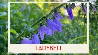 calm journey into the realm of  beautiful ladybells flower ladybells virtual tour