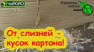 ОТ СЛИЗНЕЙ ПОМОЖЕТ... КУСОК КАРТОНА Все очень просто и доступно.