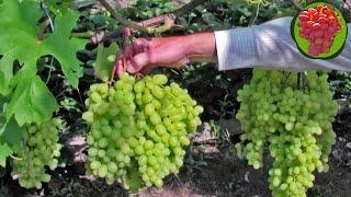 @Виноград Гелиодор кишмиш  Крупный виноград мускат шикарный
