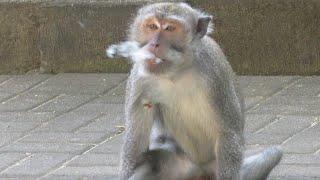 Video Lucu Monyet merokok