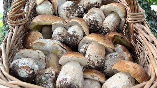 Strabiliante ritrovamento di Funghi Porcini nel Cuore del Trentino ️