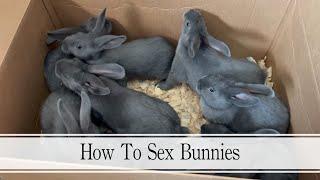 How To Sex Bunnies