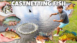 Netting HUNDREDS of EXOTIC FISH in POND challenge