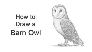 How to Draw a Barn Owl