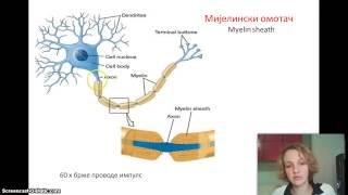 Izokrenuta učionica - Nervni sistem kako radi