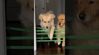 Testing my dogs agility  #dogshorts #puppy #goldenretriever #puppies #dogvideos #cuteanimals