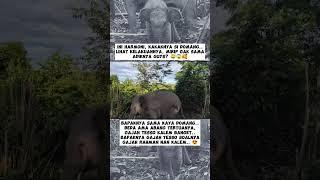 kakak gajah domang pecicilan juga ternyata..  #shorts #subscribe