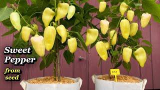 Growing Sweet Peppers from Seed to Harvest - Step by Step in Containers