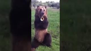 even a bear can play the trumpet