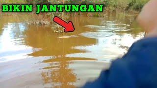 Sambaran ikan toman bikin jantungan 