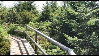 The Black Forest’s Lothar Trail An Up-Close View at Nature’s Healing Process