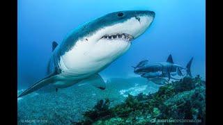 Facts about Great White Sharks that will BLOW Your Mind 2024