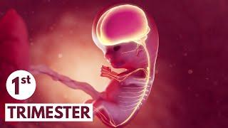 First Trimester  3D Animated Pregnancy Guide