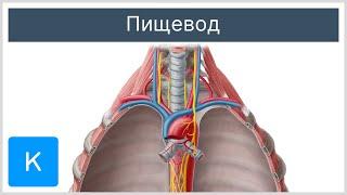Пищевод расположение и функция - Анатомия человека  Kenhub