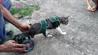 Cadeira de rodas da gatos