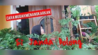 CARA MUDAH MENANGKARKANMEMPERBANYAK TANAMAN JANDA BOLONG#JANDABOLONG#JABOL