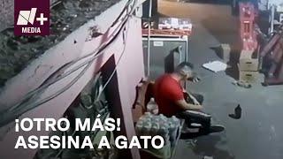 Hombre asesina a gato en Tlalnepantla - N+15