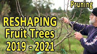 RESHAPING an APPLE TREE in 3 YEARS  Pruning Fruit Trees