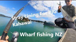 Stray lining for BIG Kahawai  Wharf Fishing Northland New Zealand