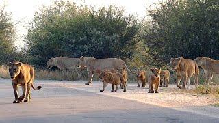 A Kruger Sighting Everyone Wants To See - Lions Pouring Out Onto the Road