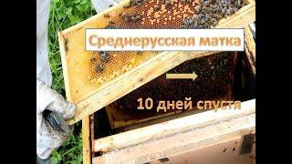 Среднерусские матки. 10 дней после подсадки новой матки.