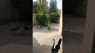 peacock wants mating#bird #birdslover #peacock #peacockdance #peacockrangoli #nature #sparrowhawk