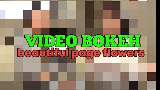 VIDEO BOKEH beautiful page flowers